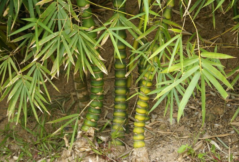 Bambusa tuldoides seed